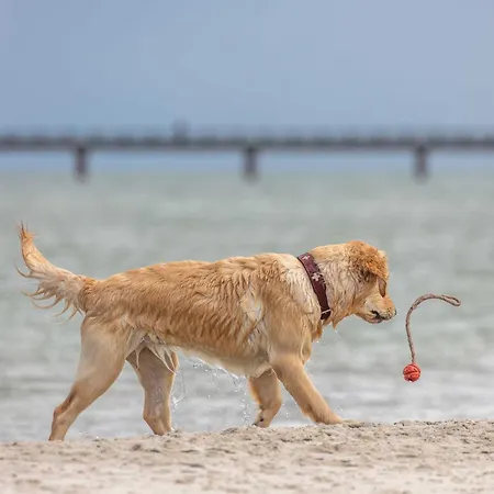 5 Sterne Seezeit Apartmán Wustrow (Fischland)